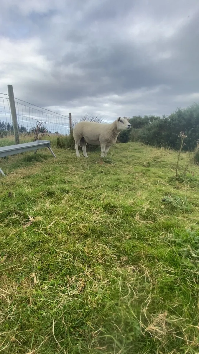 Texel ram - Image 3