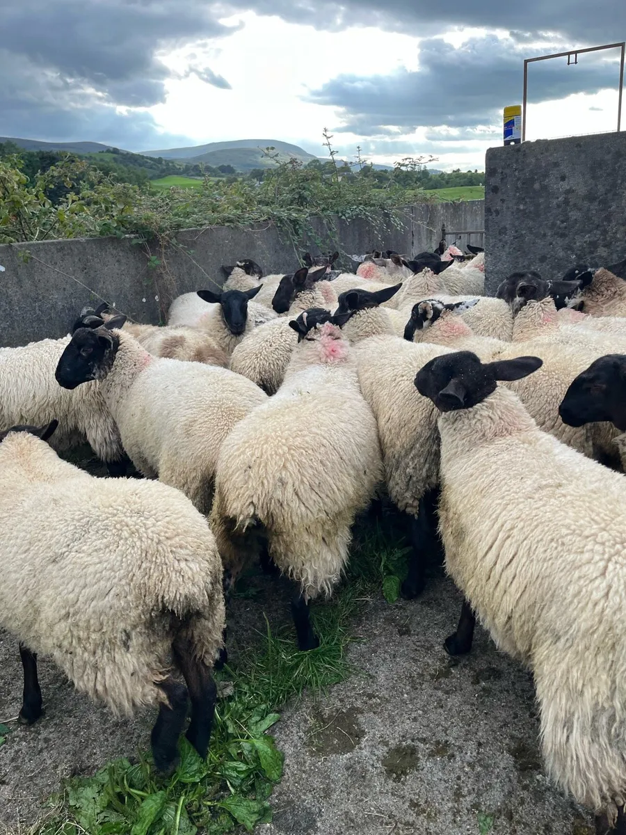 Ewe lambs - Image 1