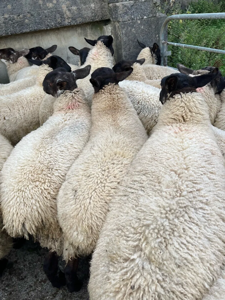 Ewe lambs - Image 2