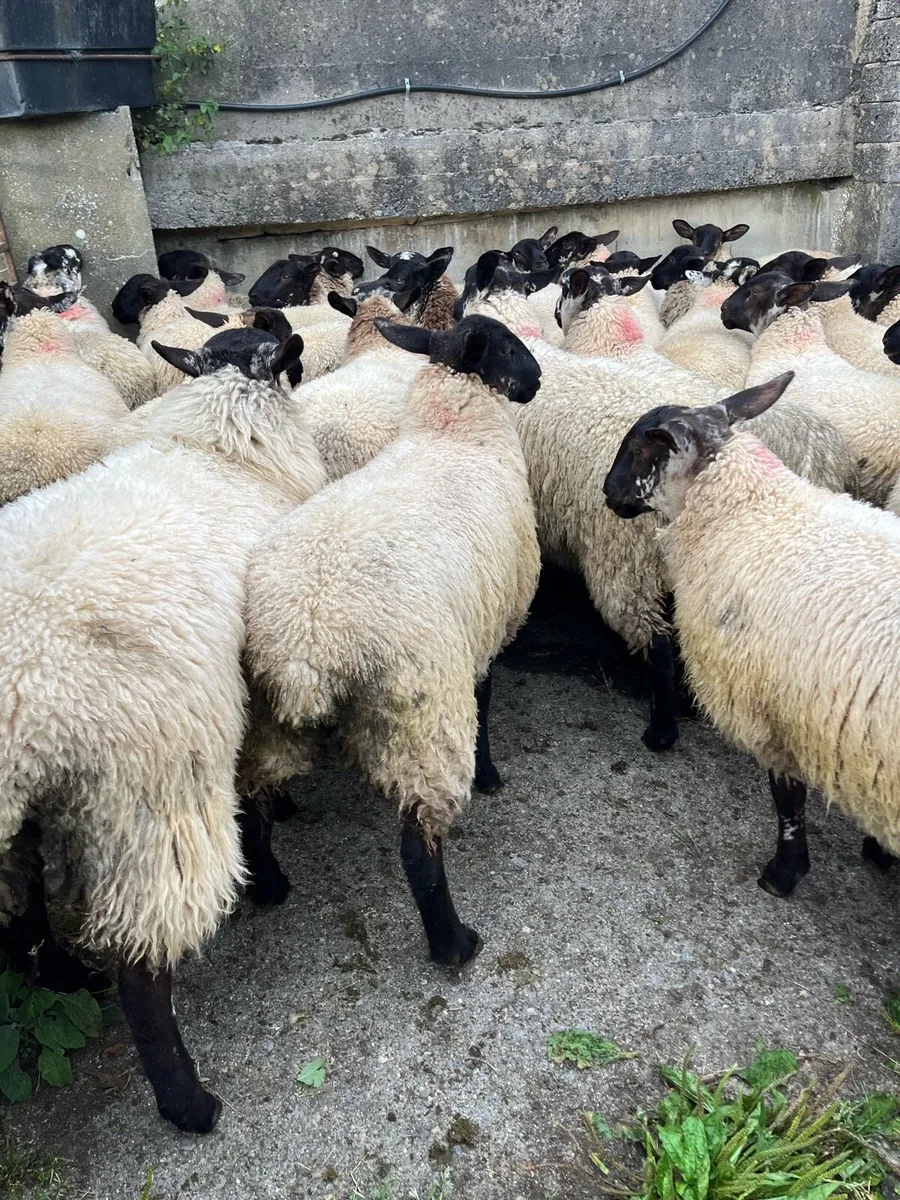 Ewe lambs - Image 3