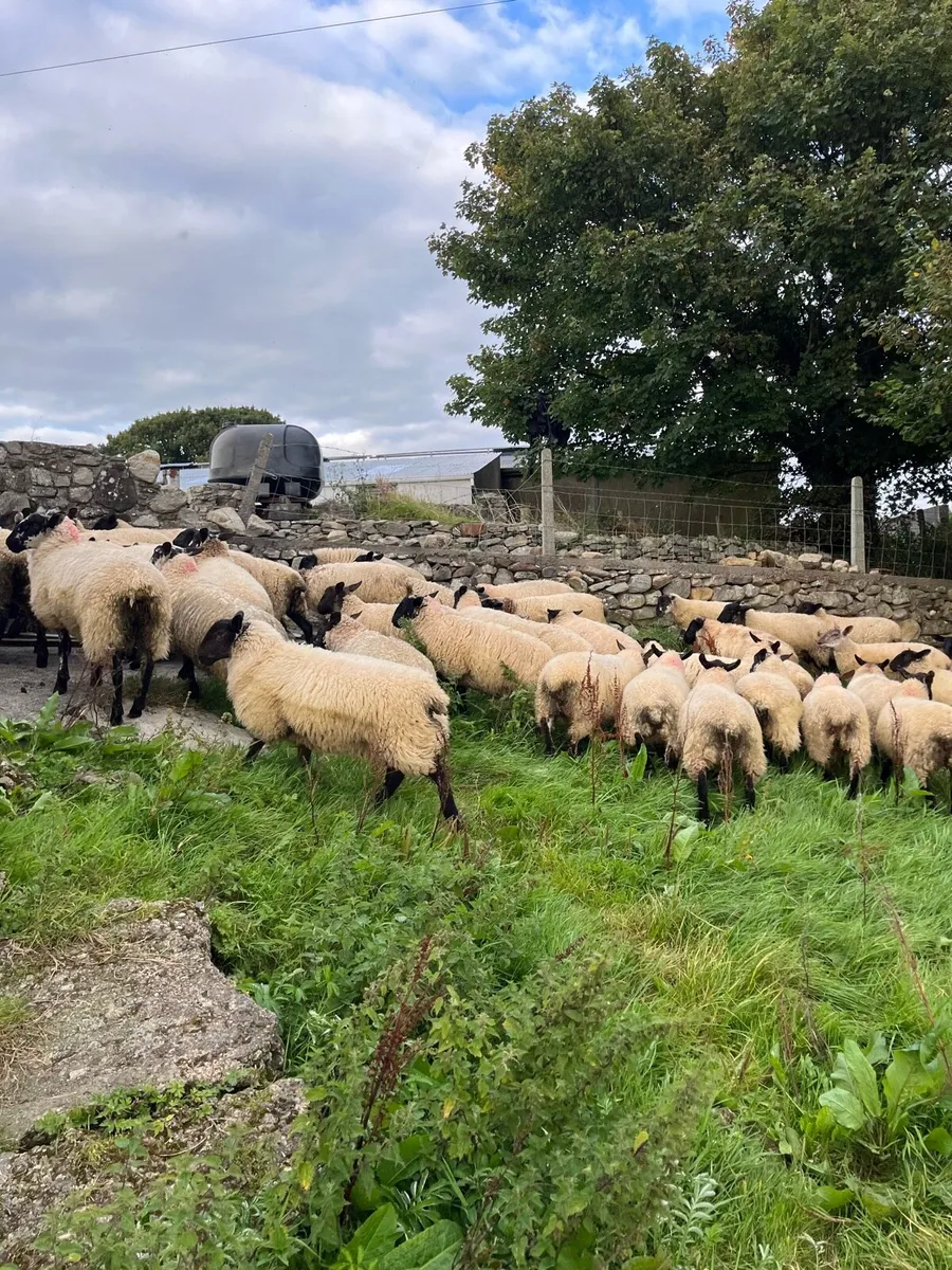 Ewe lambs - Image 4