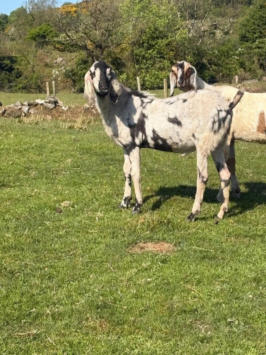 3 year old PBR Nubian buck - Image 1