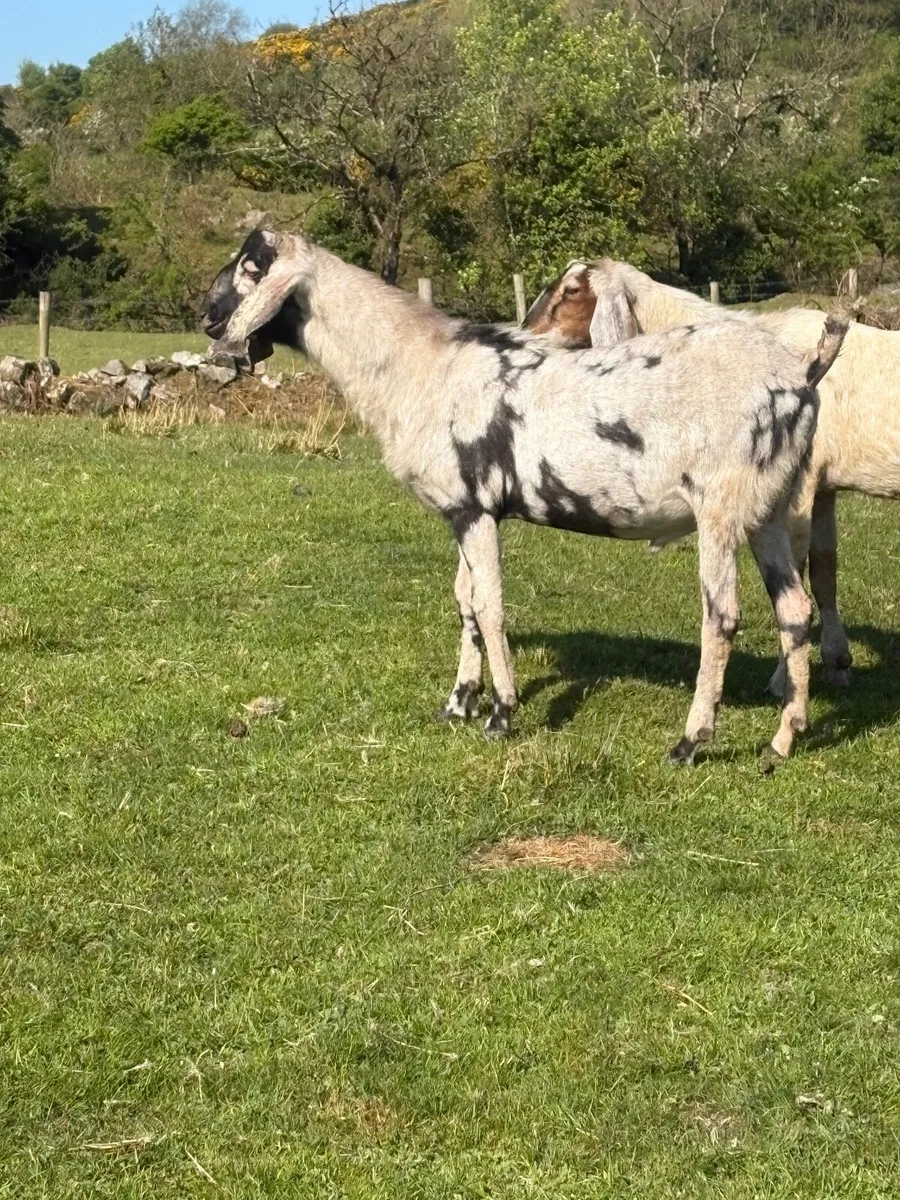 3 year old PBR Nubian buck - Image 2