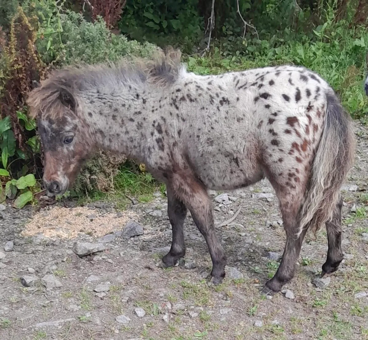 Miniature Colt - Image 1