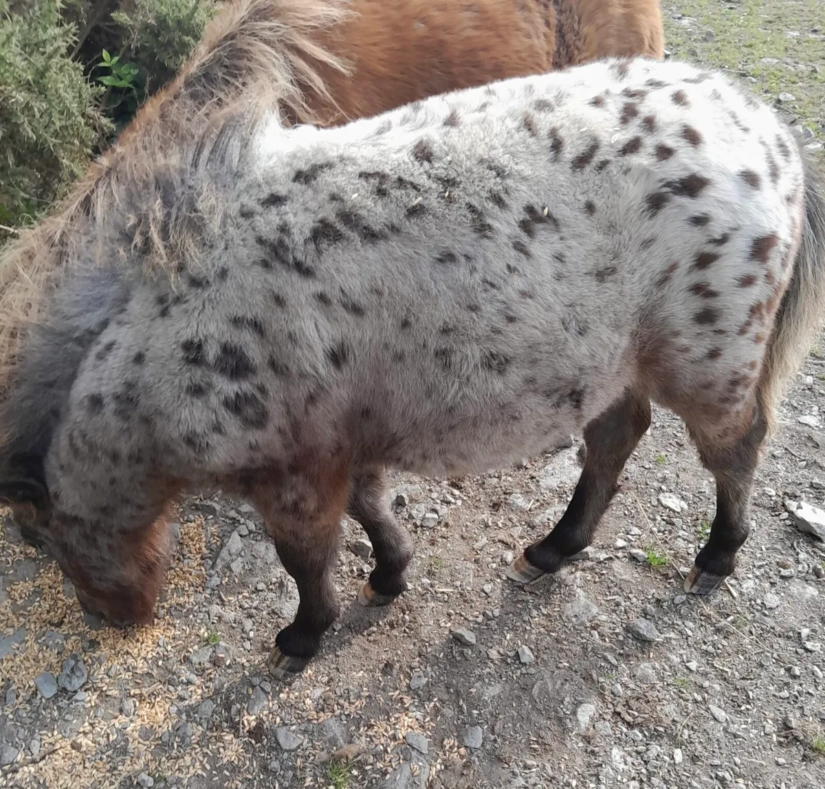 Miniature Colt - Image 2