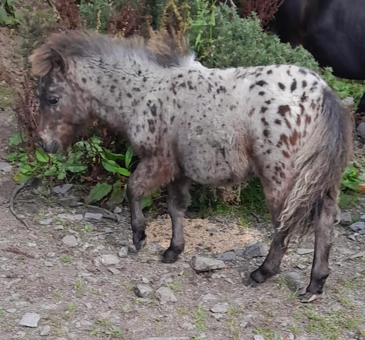 Miniature Colt - Image 3