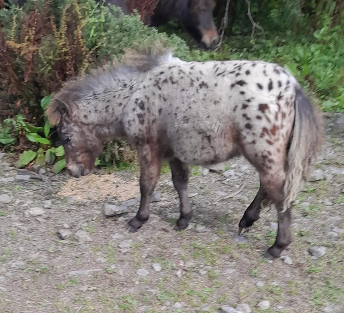 Miniature Colt - Image 4