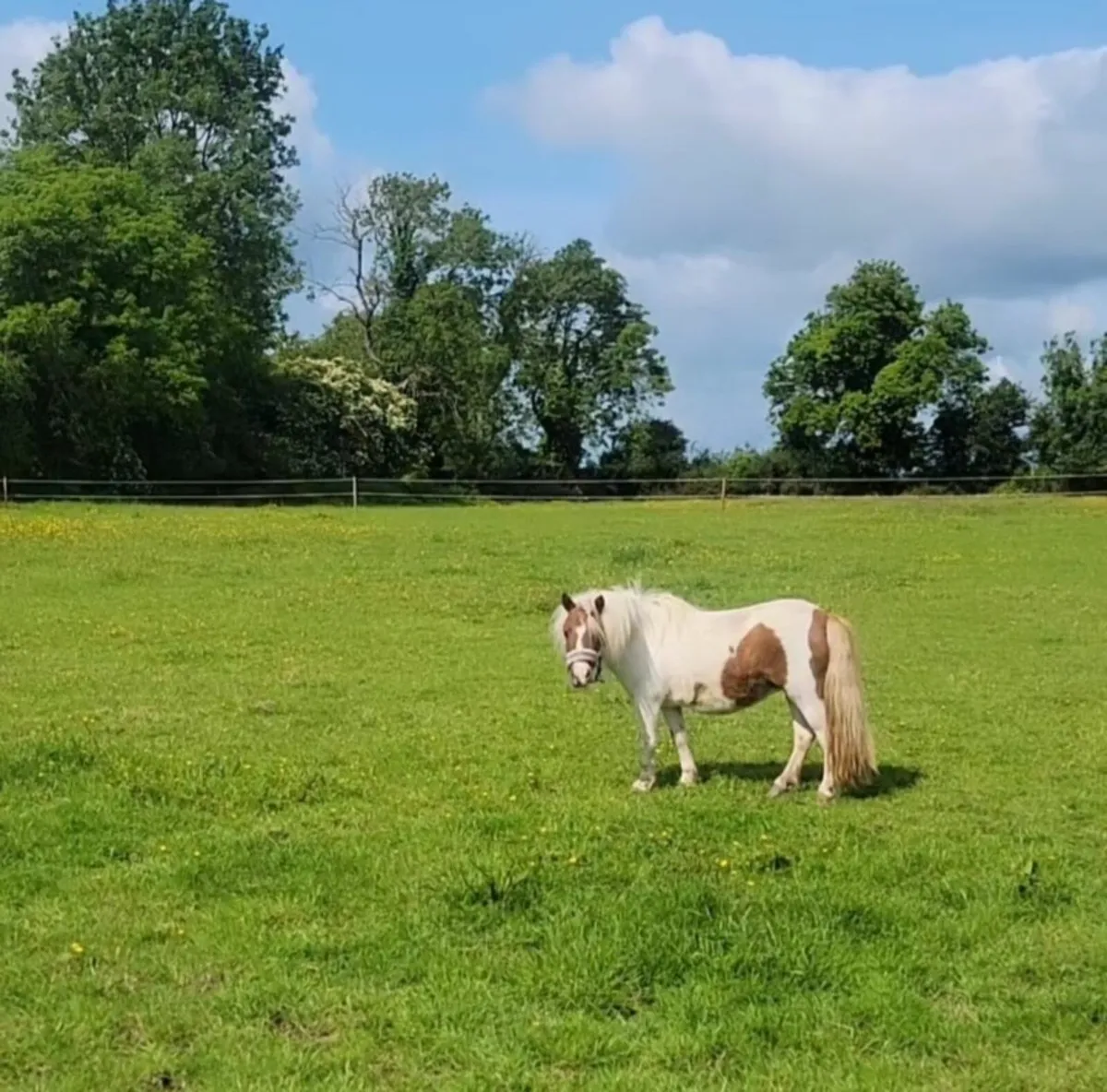 Shetland pony/therapy pony - Image 2