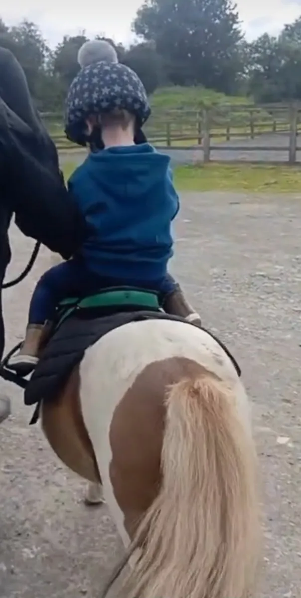 Shetland pony/therapy pony - Image 1