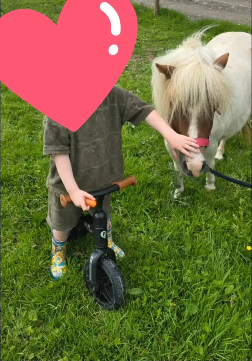 Shetland pony/therapy pony - Image 3
