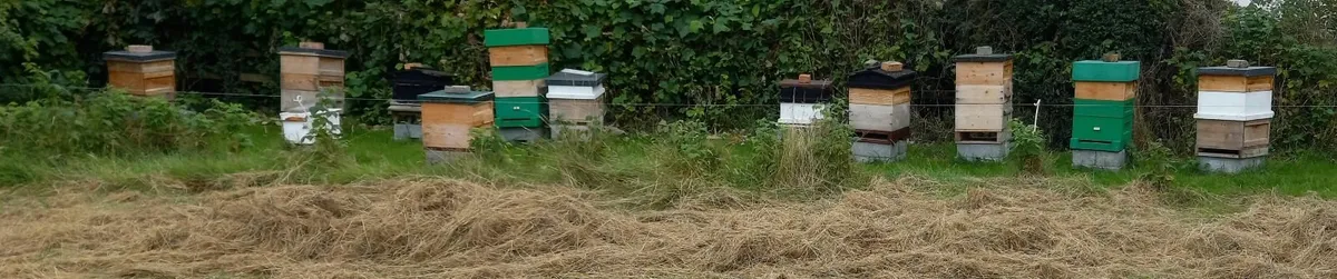 Honey bee colonies for sale - Image 1