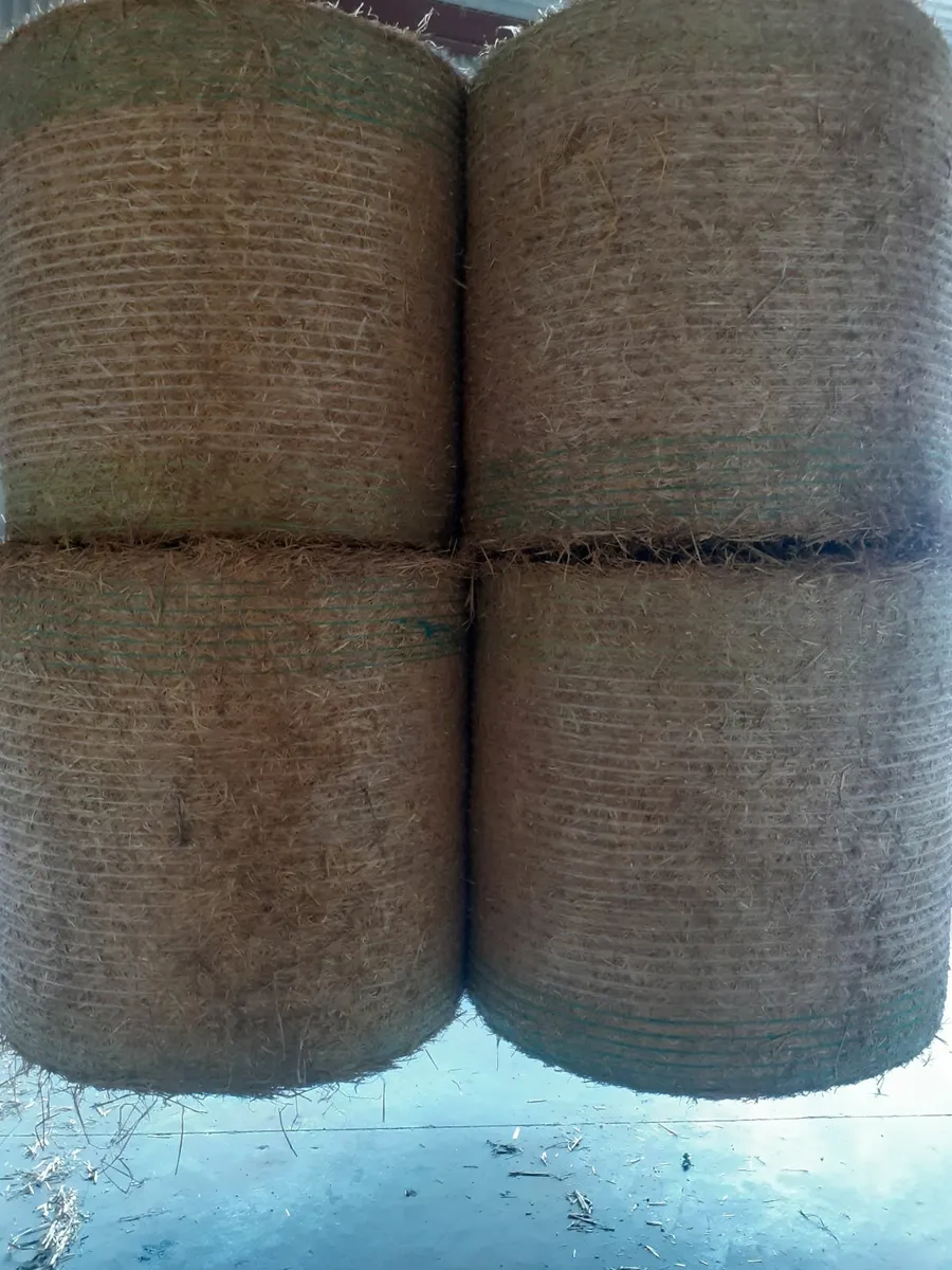 Barley straw - Image 2