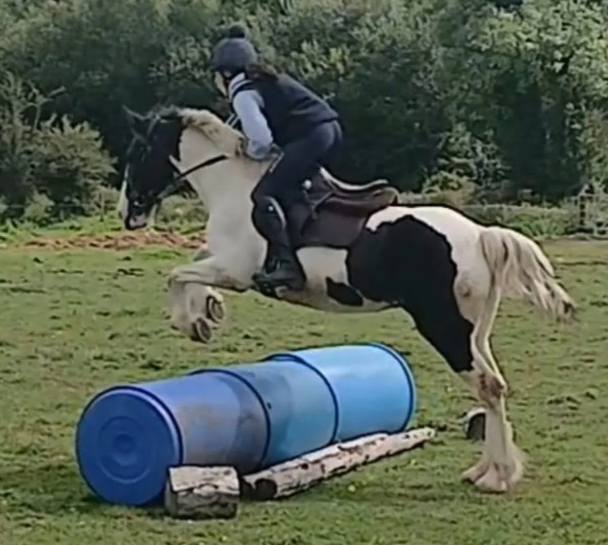 14hh mare - Image 1
