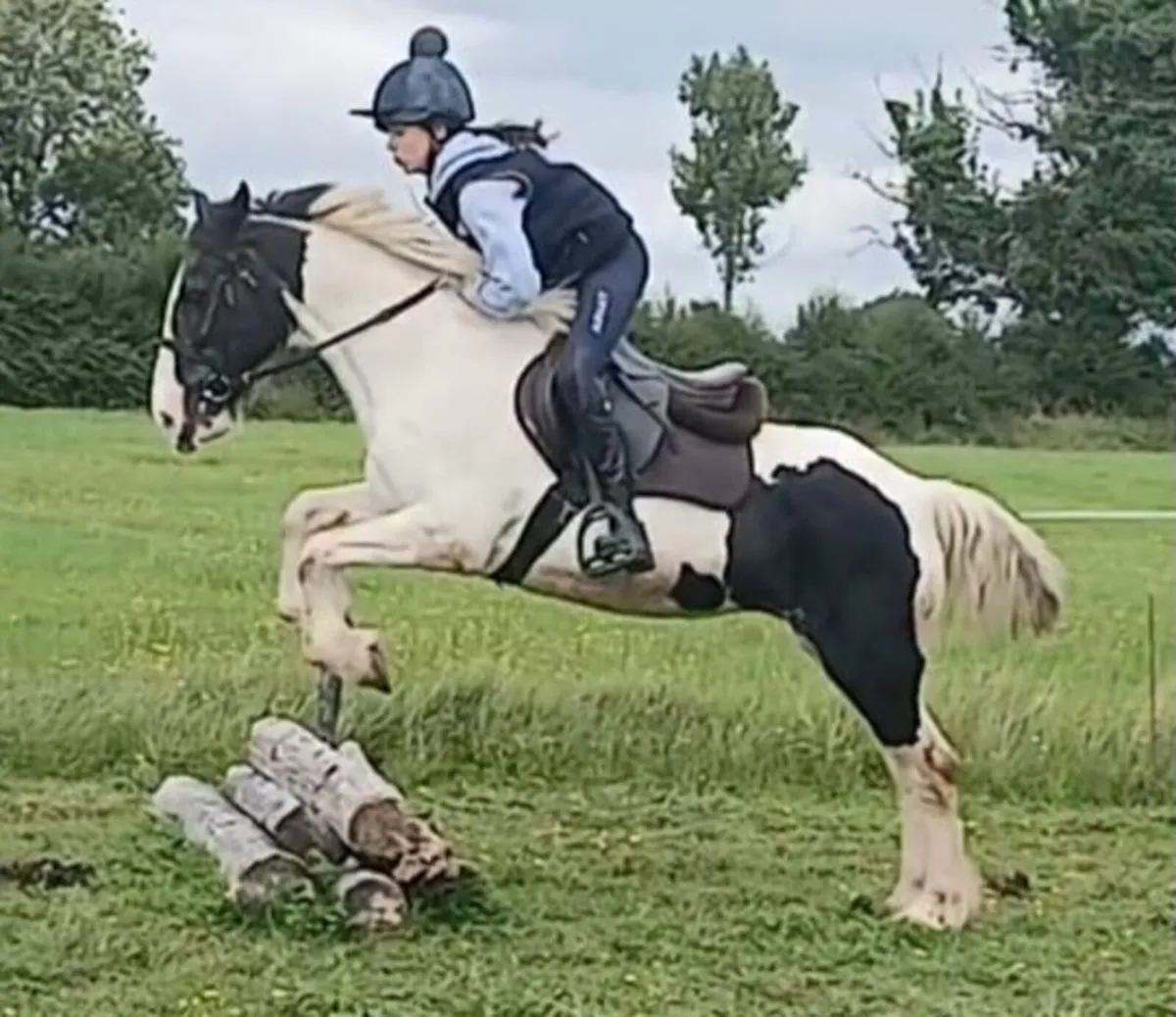 14hh mare - Image 2