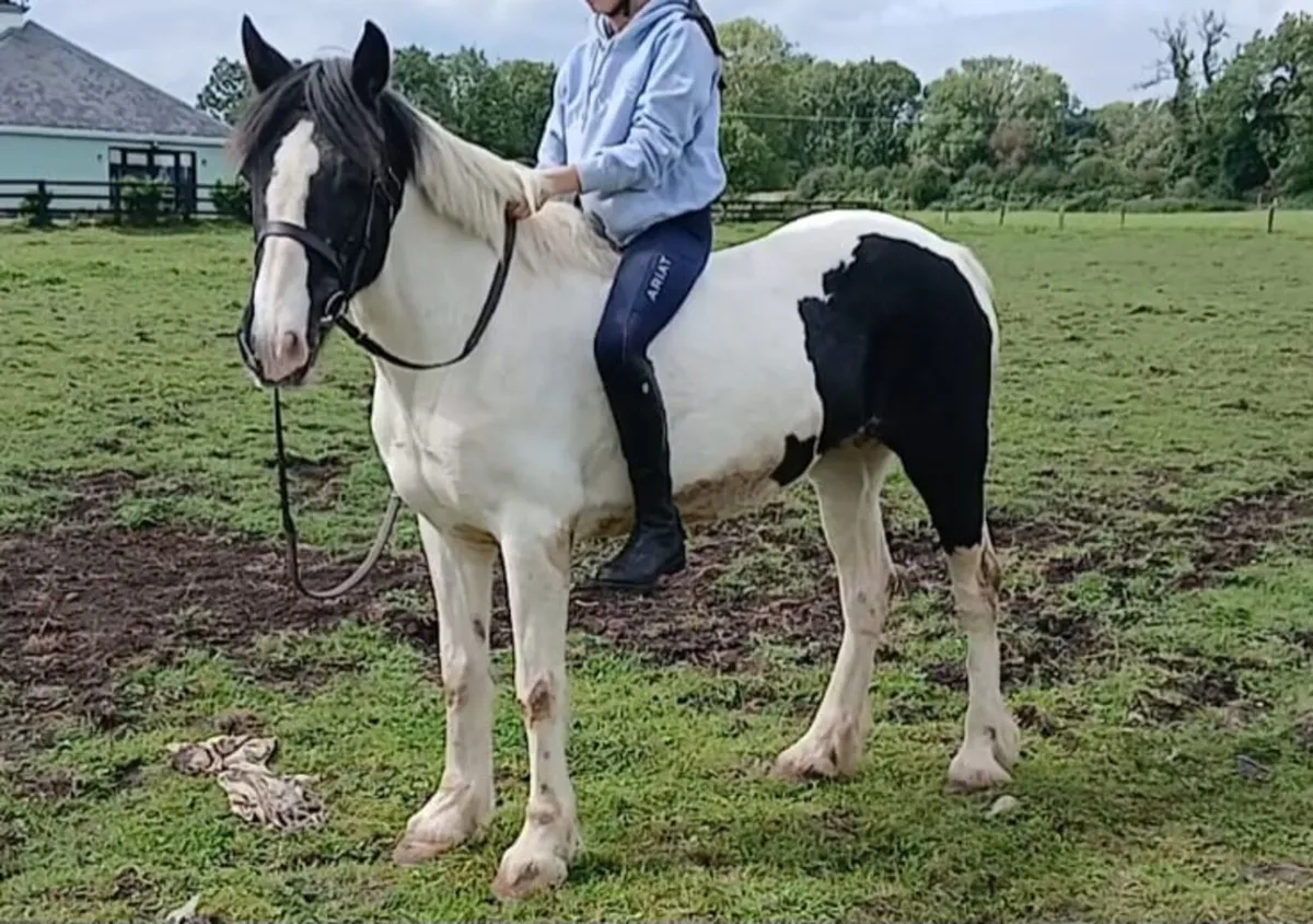 14hh mare - Image 3