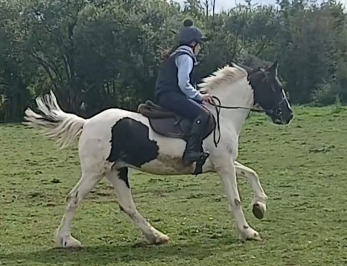 14hh mare - Image 4