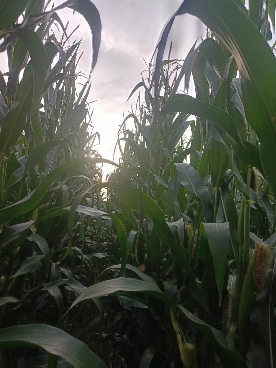 MAIZE - Image 1