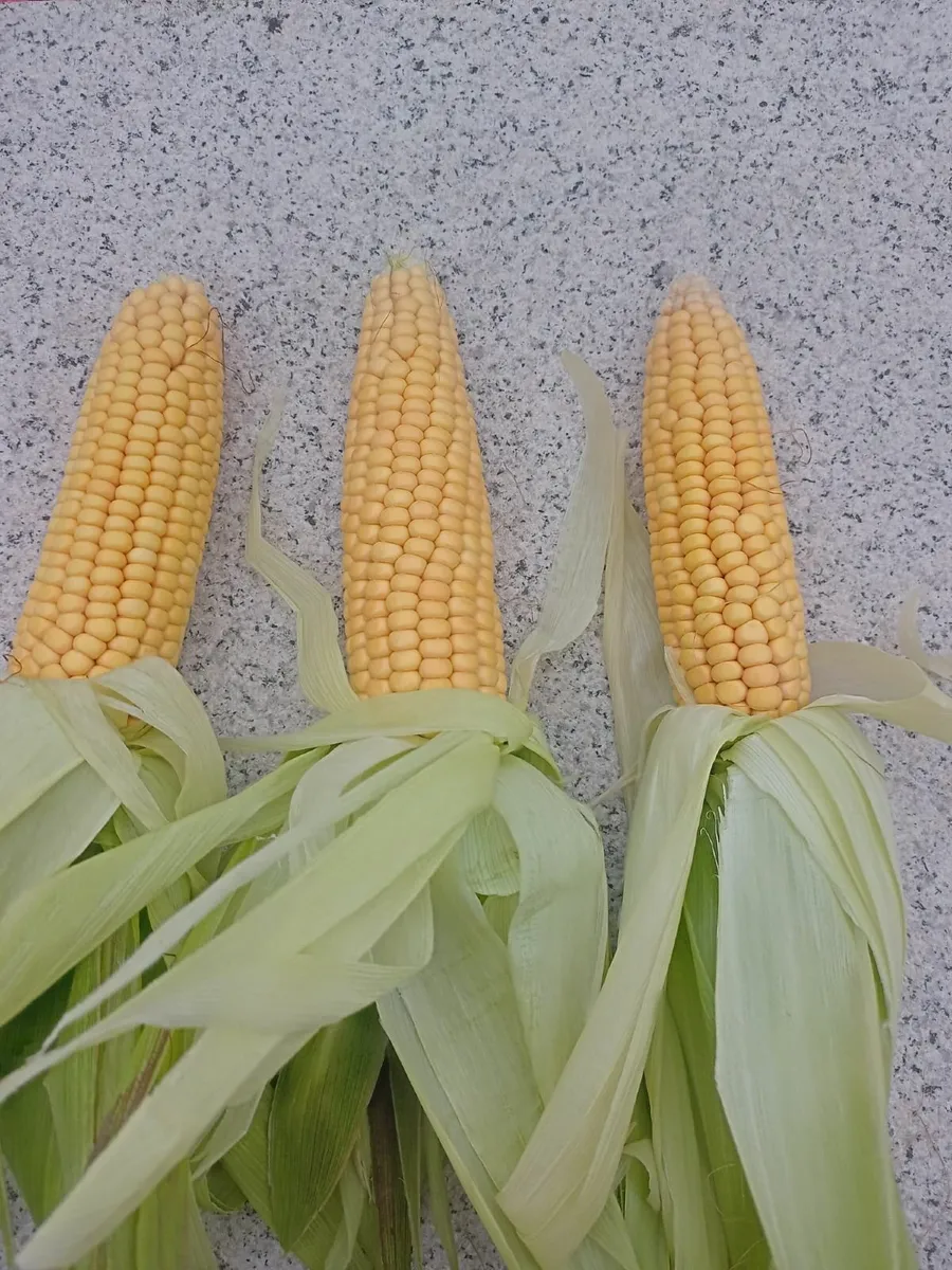 MAIZE - Image 2