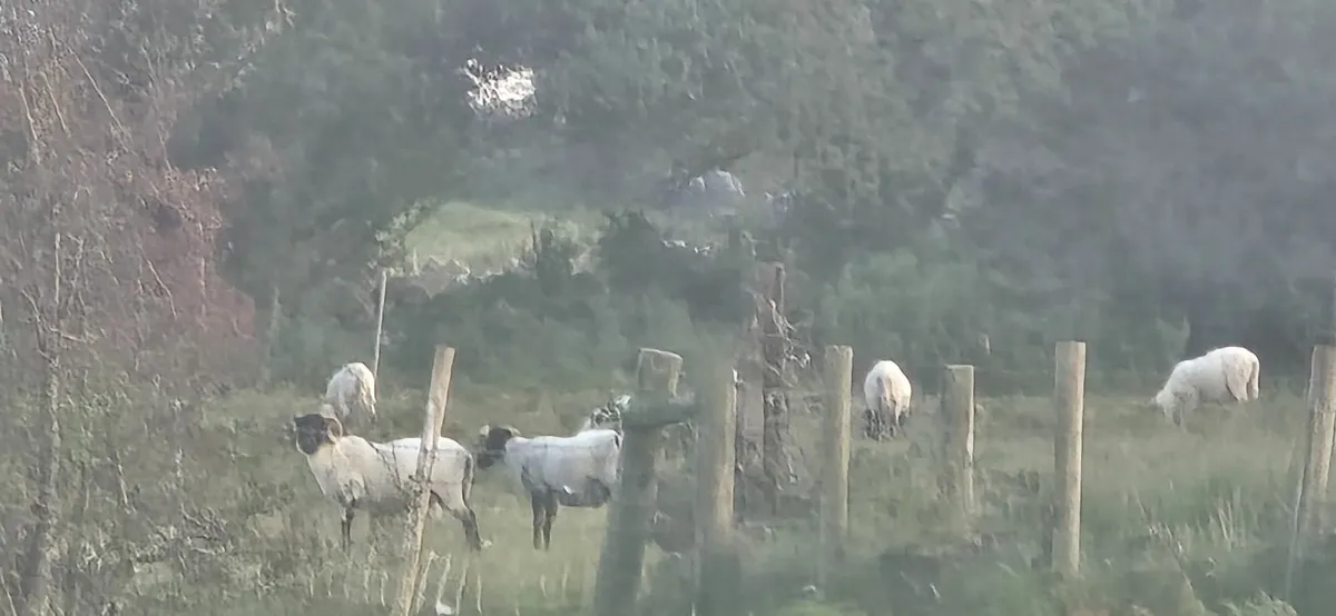 Ram Hoggets
