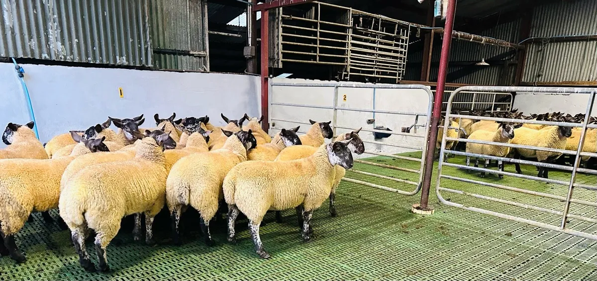 Suffolk Cheviot Ewelambs - Image 1