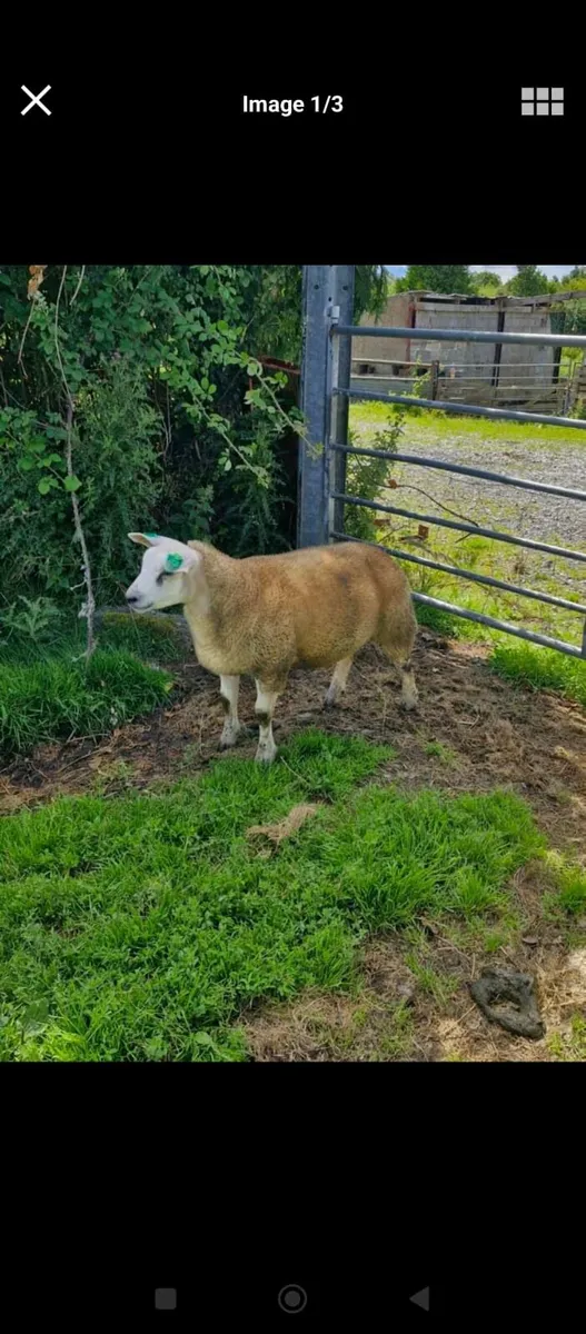 Ram lamb - Image 1