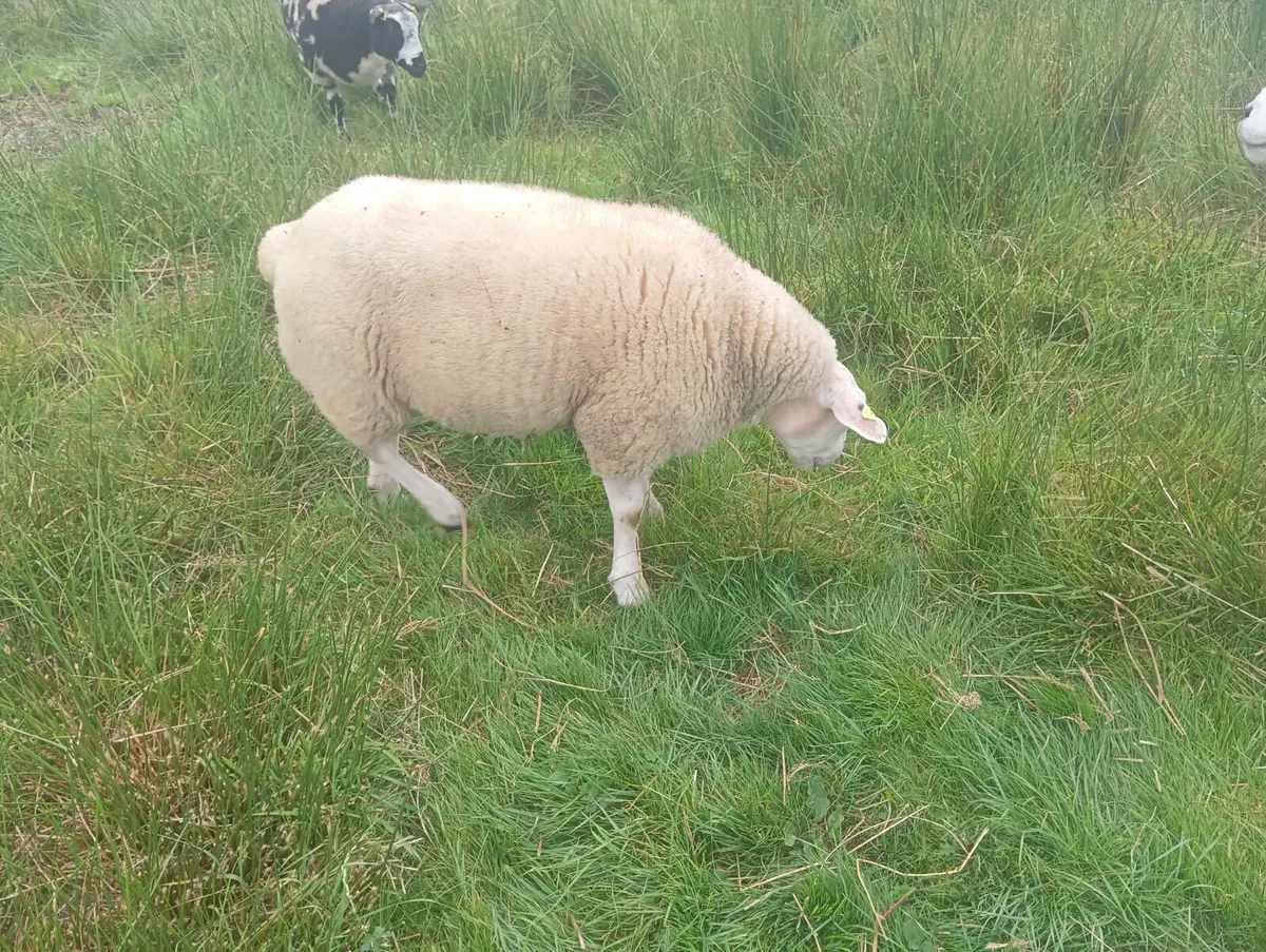 Ram lamb - Image 2