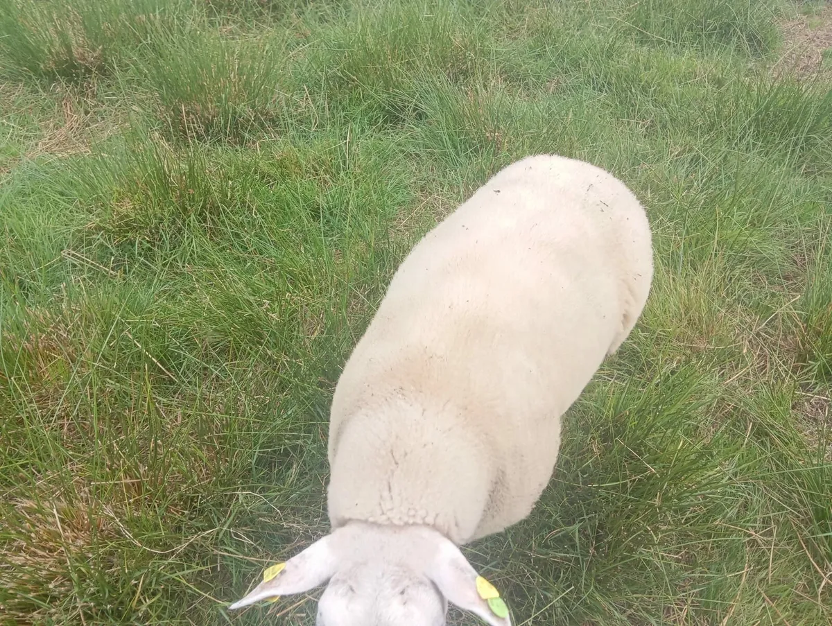 Ram lamb - Image 3
