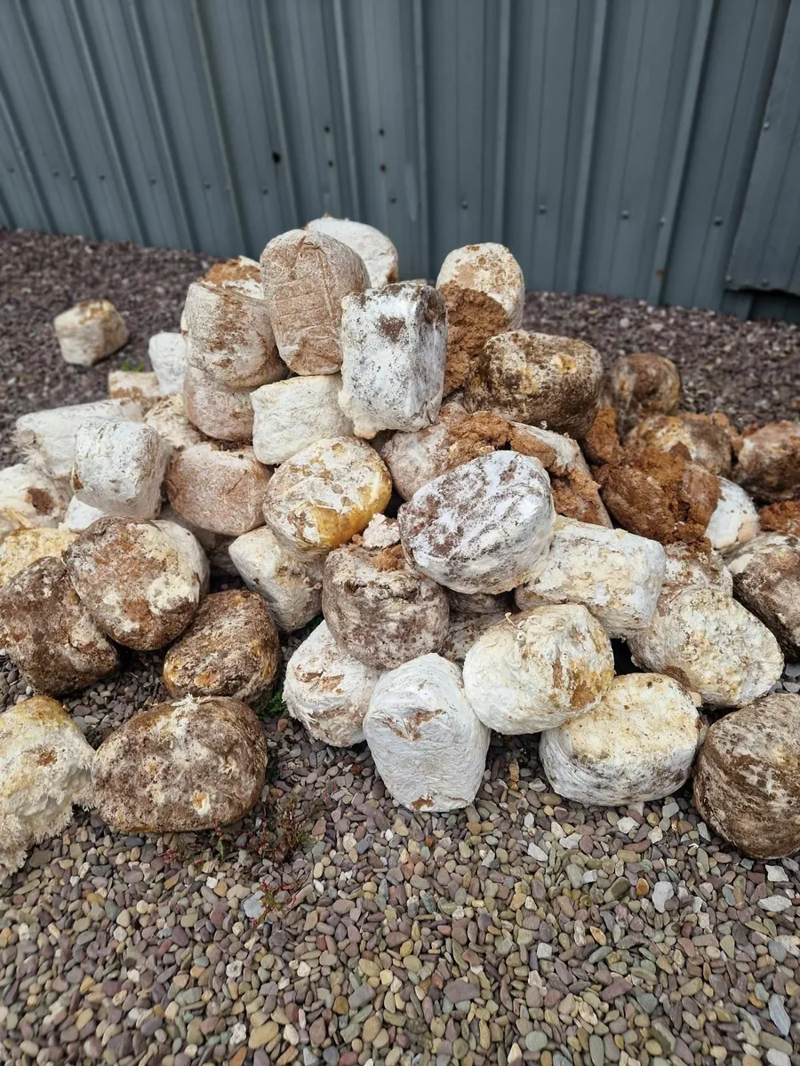 Spent mushroom blocks free to take away