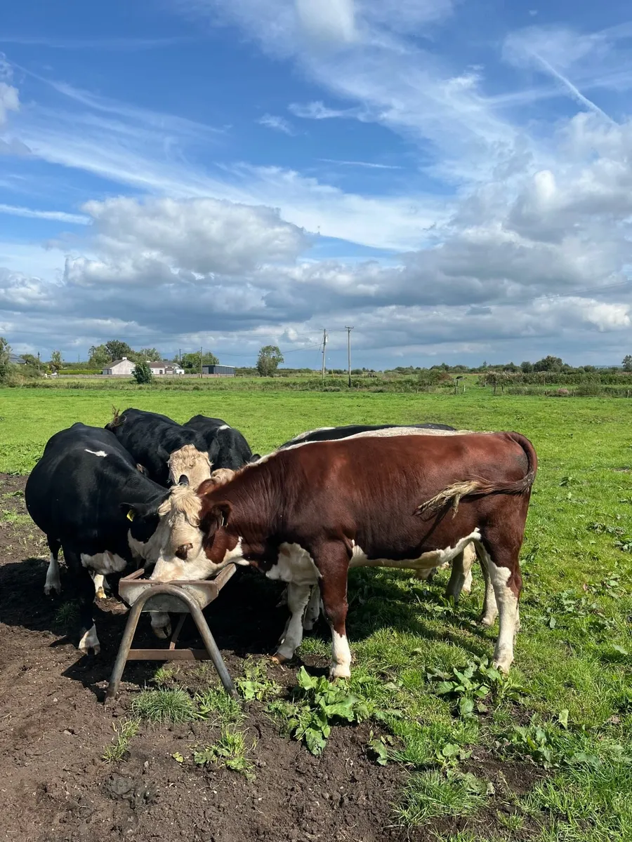 Beef livestock - Image 1