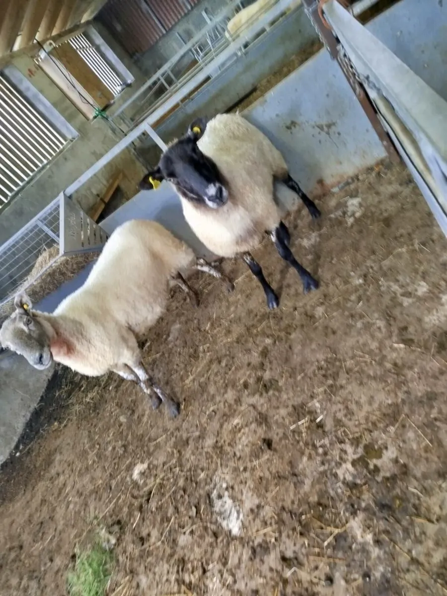 2) 3 year old breeding ewes. +1cull - Image 1