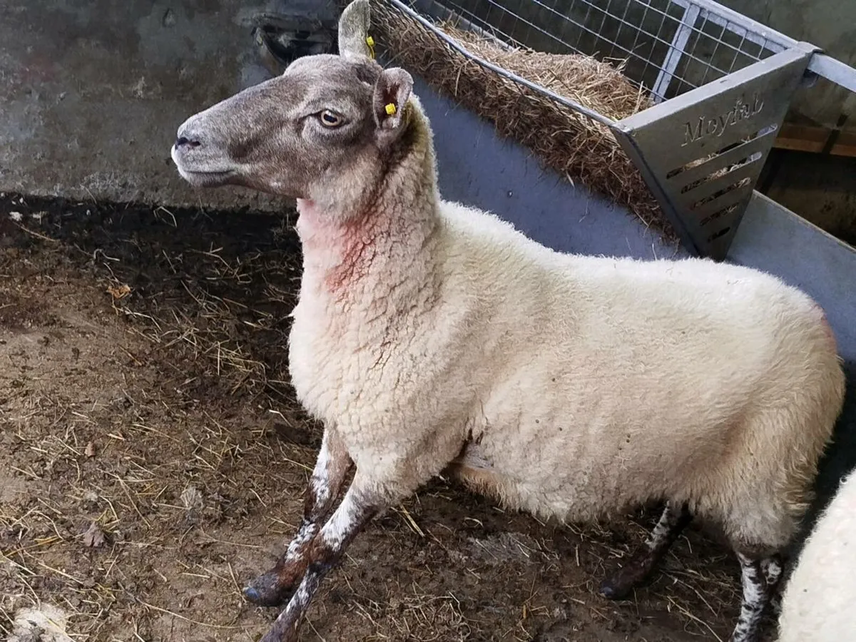 2) 3 year old breeding ewes. +1cull - Image 2