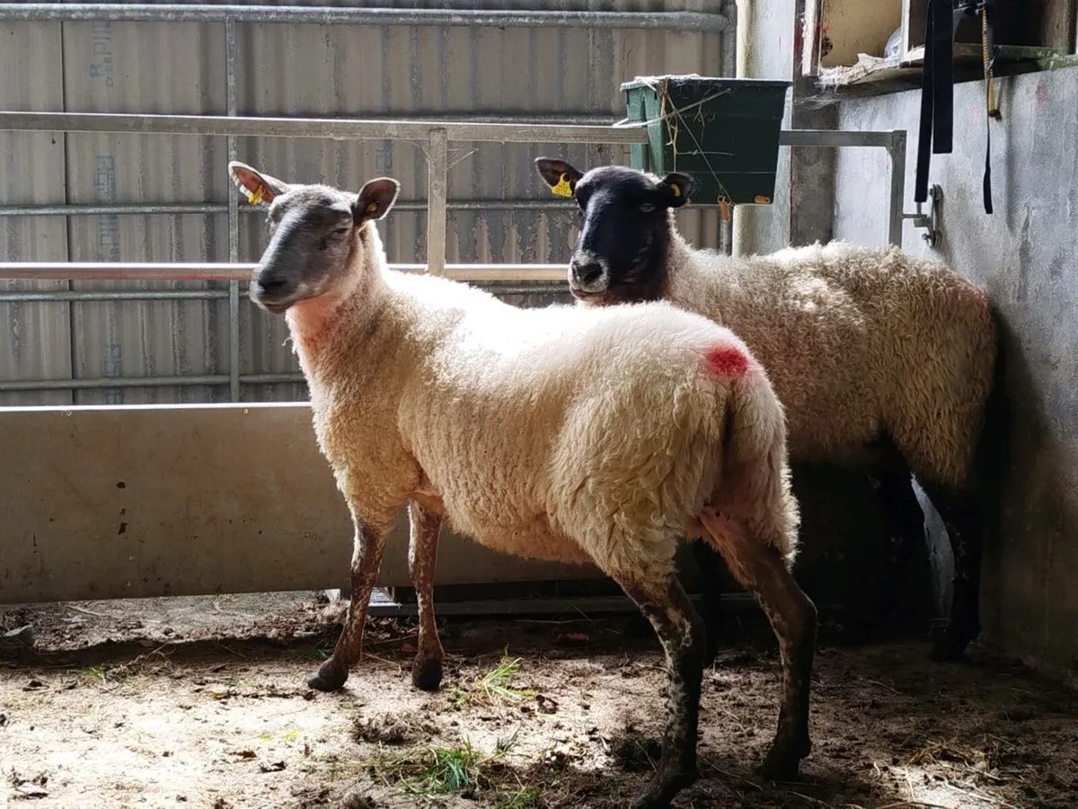 2) 3 year old breeding ewes. +1cull - Image 3