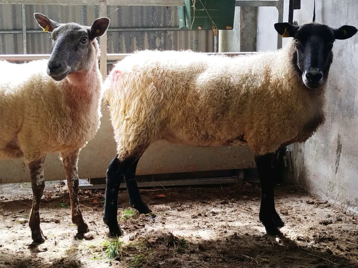2) 3 year old breeding ewes. +1cull - Image 4