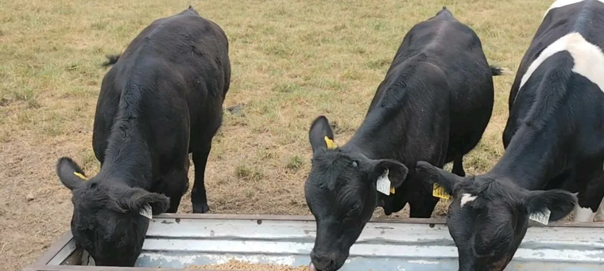 Angus Weanling Bulls - Image 2