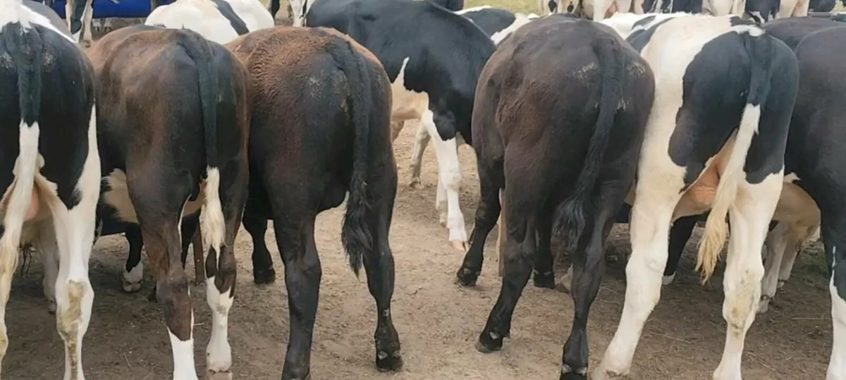 Angus Weanling Bulls - Image 3