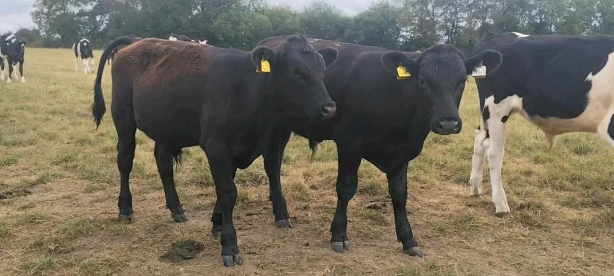Angus Weanling Bulls - Image 1