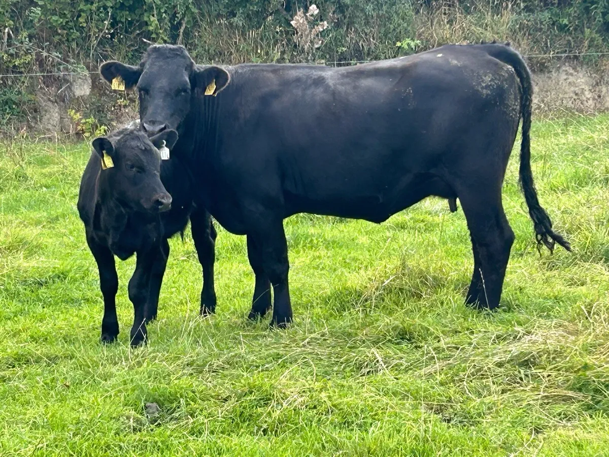 Smashing second calved cow and calf - Image 1