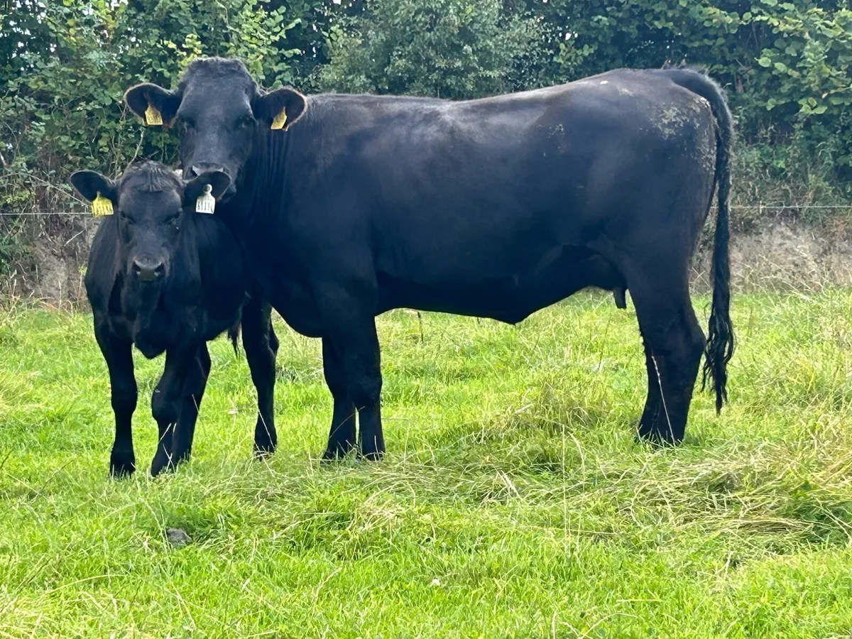 Smashing second calved cow and calf - Image 2