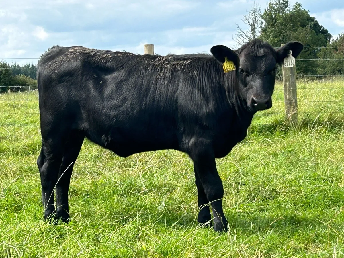 Smashing second calved cow and calf - Image 3