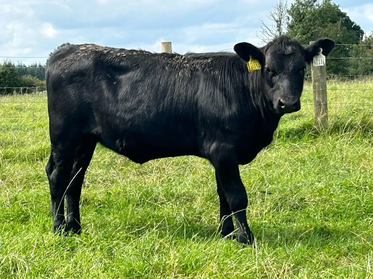 Smashing second calved cow and calf - Image 4