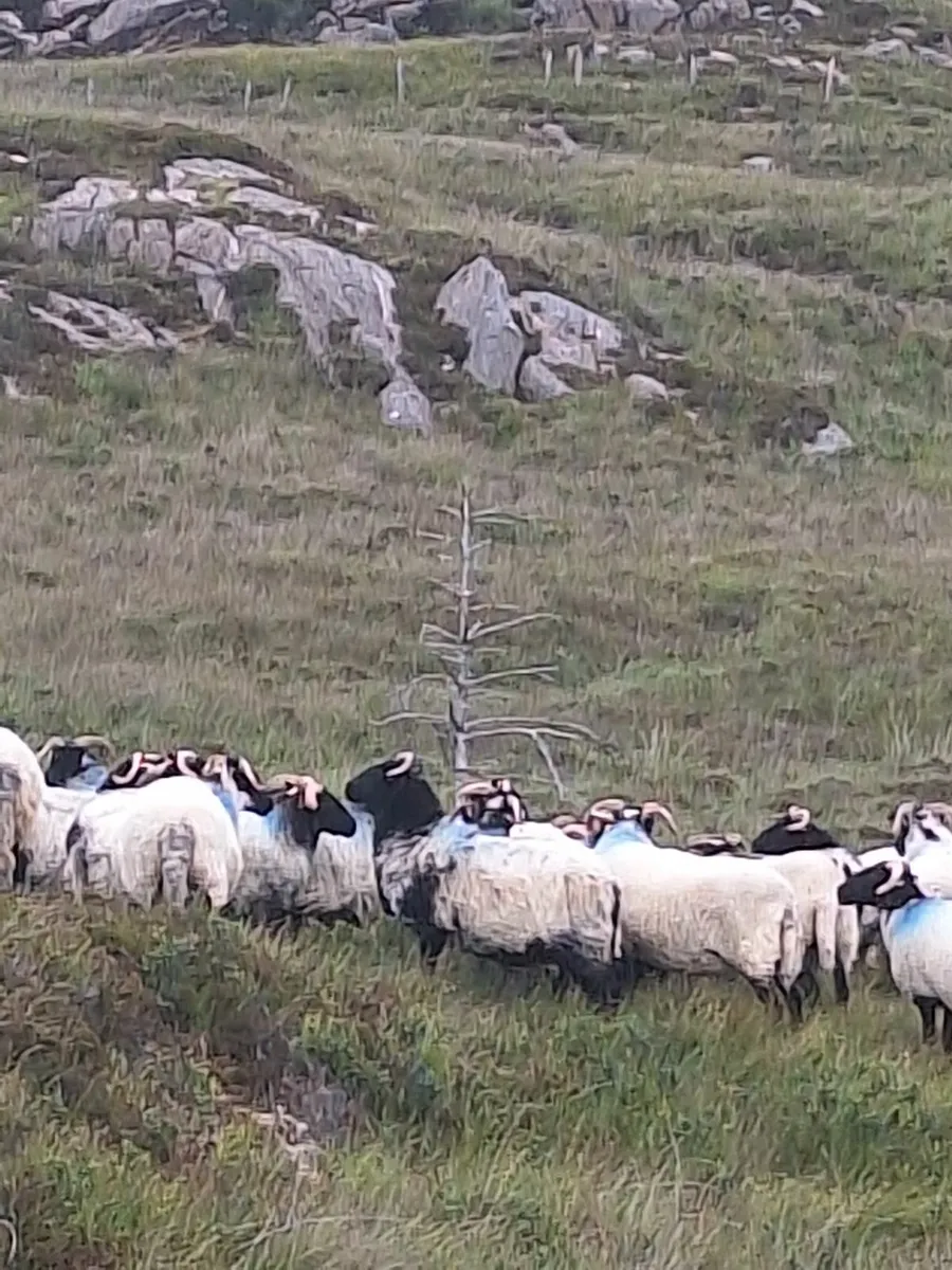 Strong Organic Mayo Hoggets for sale - Image 2