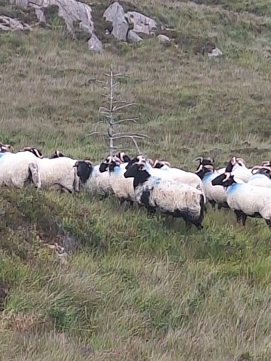 Strong Organic Mayo Hoggets for sale - Image 3