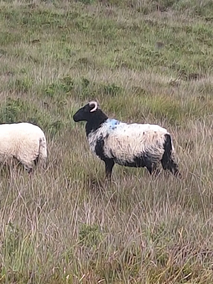 Strong Organic Mayo Hoggets for sale - Image 1