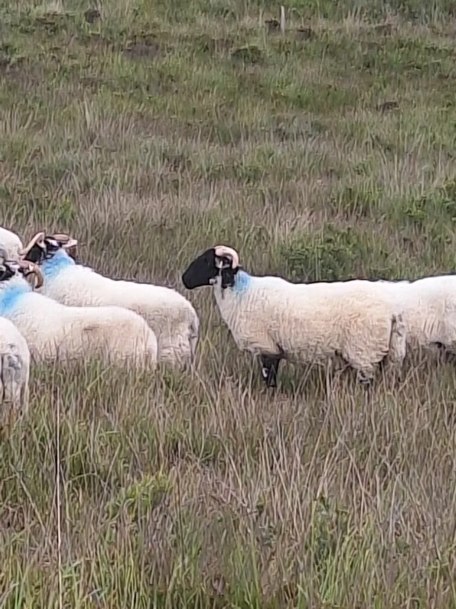 Strong Organic Mayo Hoggets for sale - Image 4