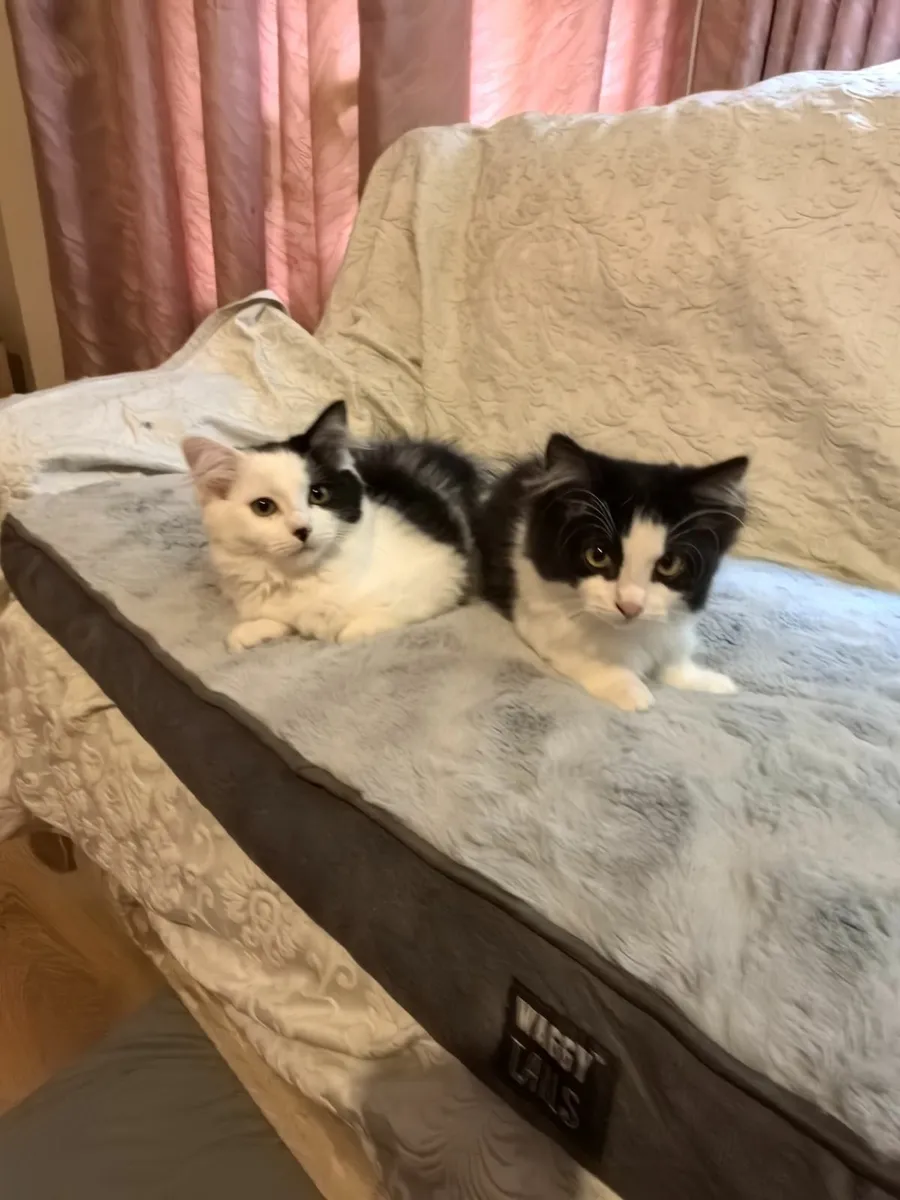 Ragdoll mix kittens - Image 3