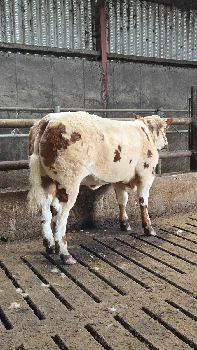 Show breeding heifer Gortatlea Mart - Image 1