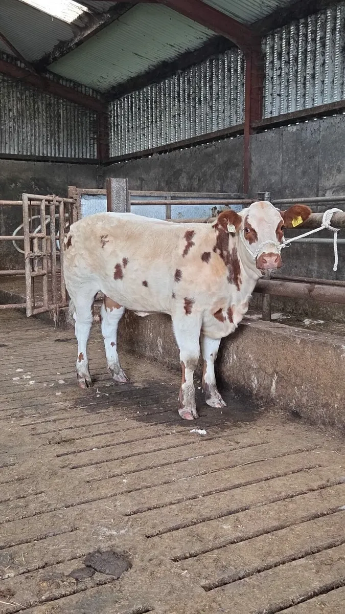 Show breeding heifer Gortatlea Mart - Image 2