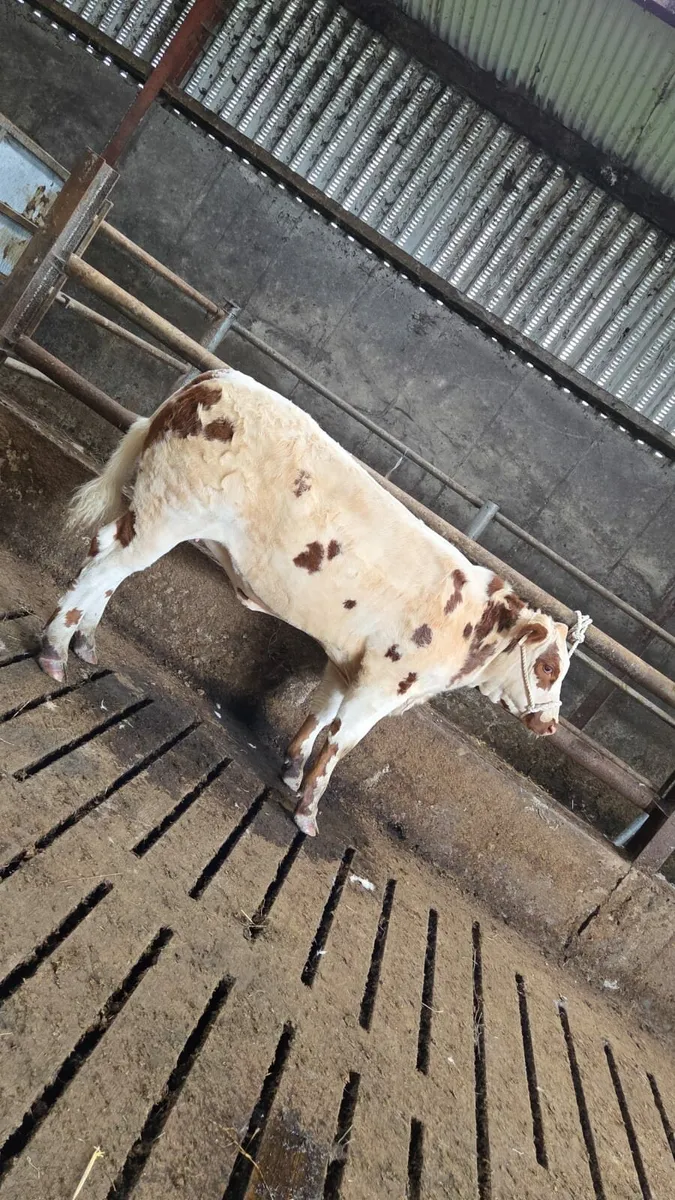 Show breeding heifer Gortatlea Mart - Image 4