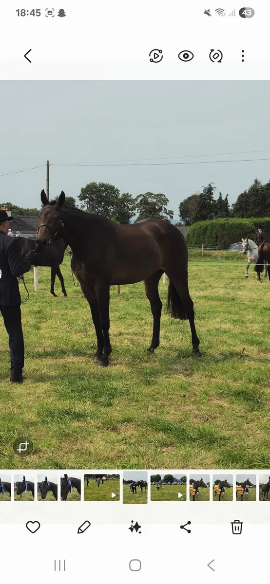 Smart 3 yr old filly - Image 2