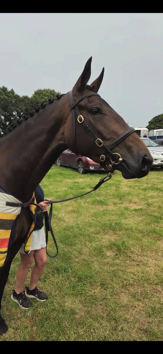 Smart 3 yr old filly - Image 3